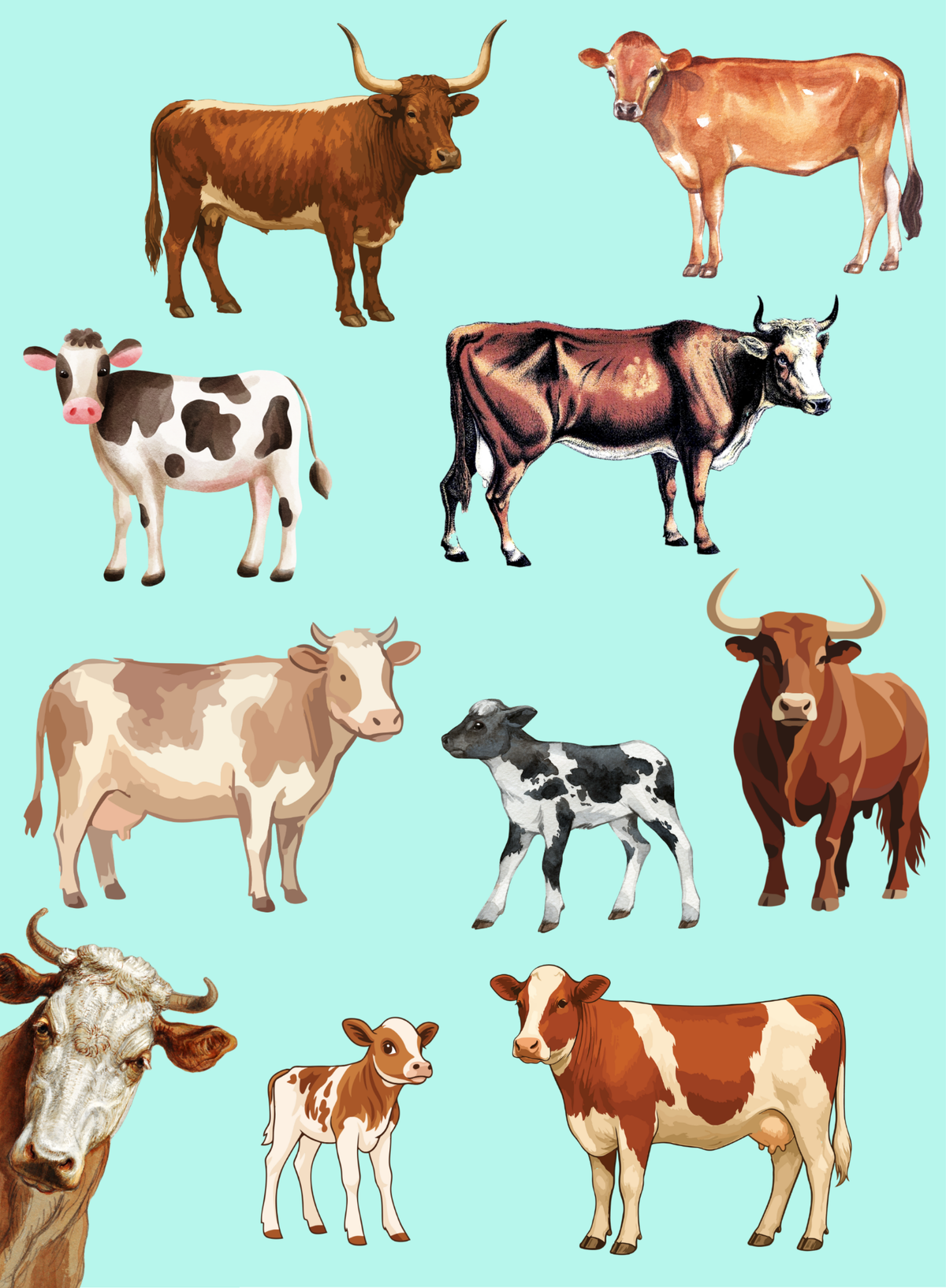 Cattle & Cow Illustration Kindle Insert – Digital Download